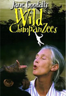 Jane Goodall: Wild Chimpanzees